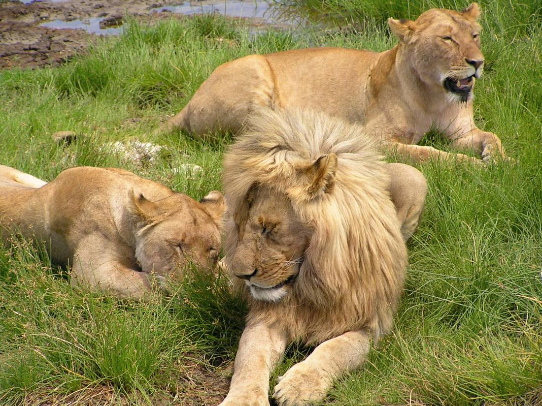 Lion pride, Serengeti Plains, Tanzania |  <i>Colin Miller</i>