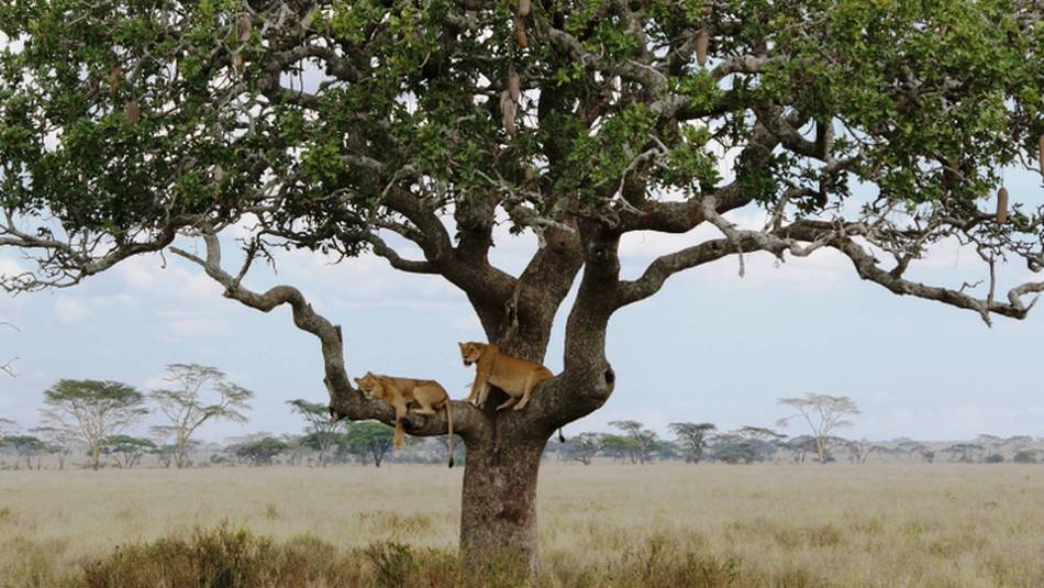 Lounging lions in the trees of the Serengeti plains | Gesine Cheung