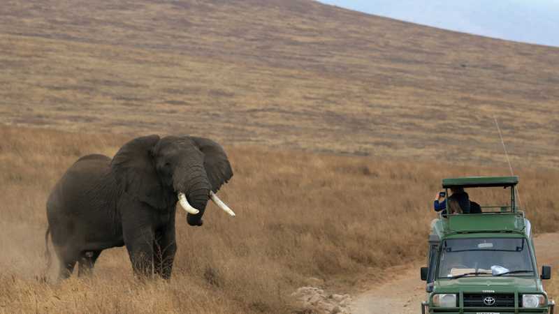 Up close in Ngorongoro Crater | Kyle Super