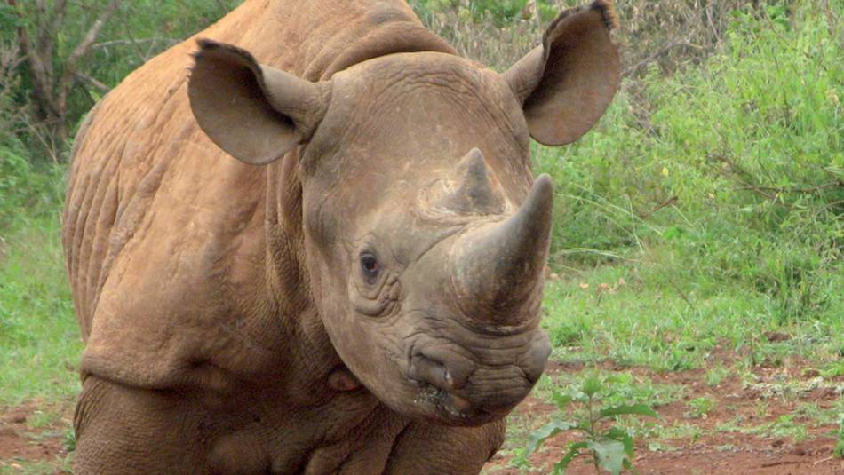 Rhinoceros | Ian Williams