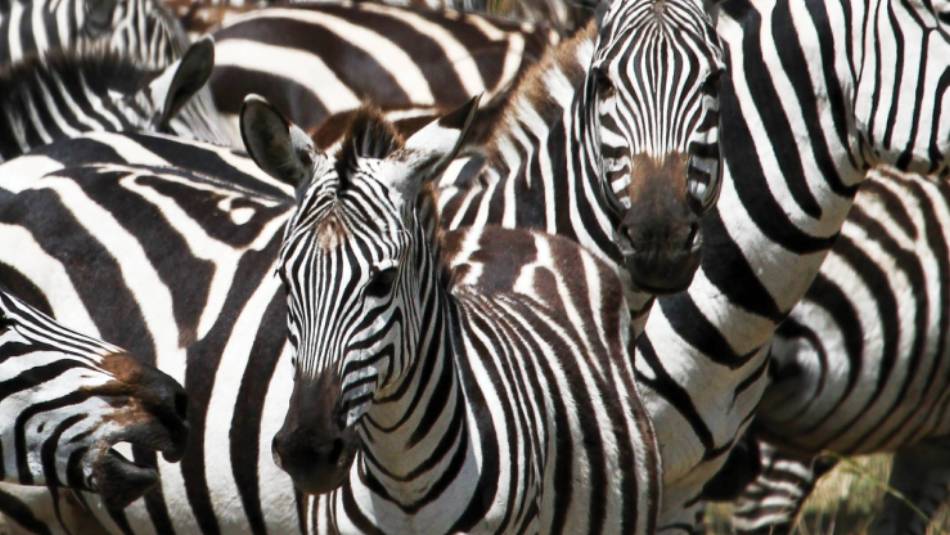 A juvenile zebra among the herd | Ian Williams
