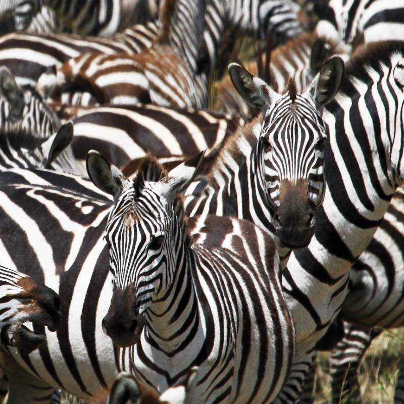 A juvenile zebra among the herd | Ian Williams