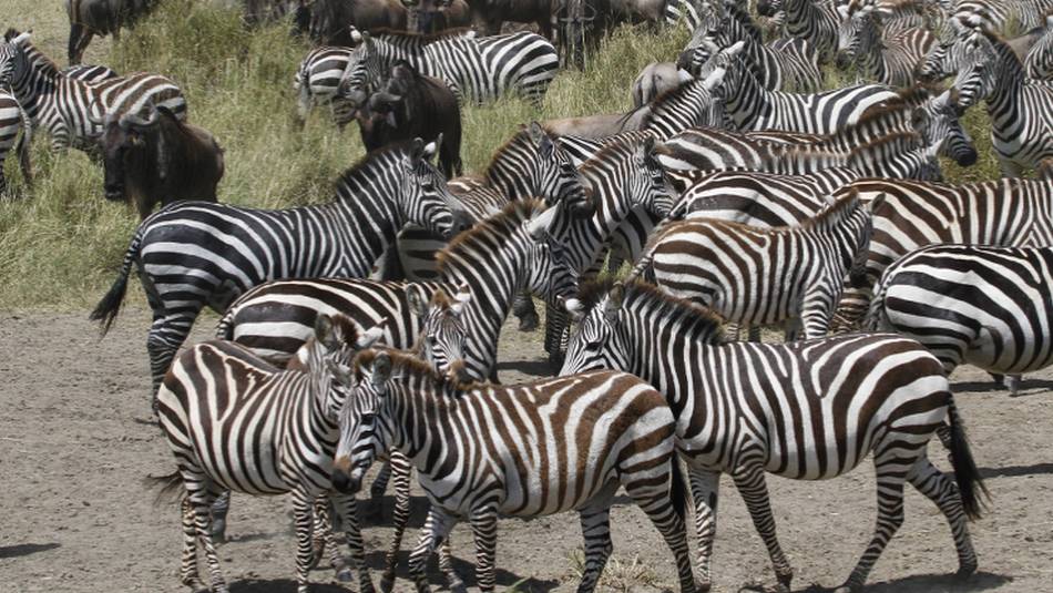 The Great Migration | Ian Williams