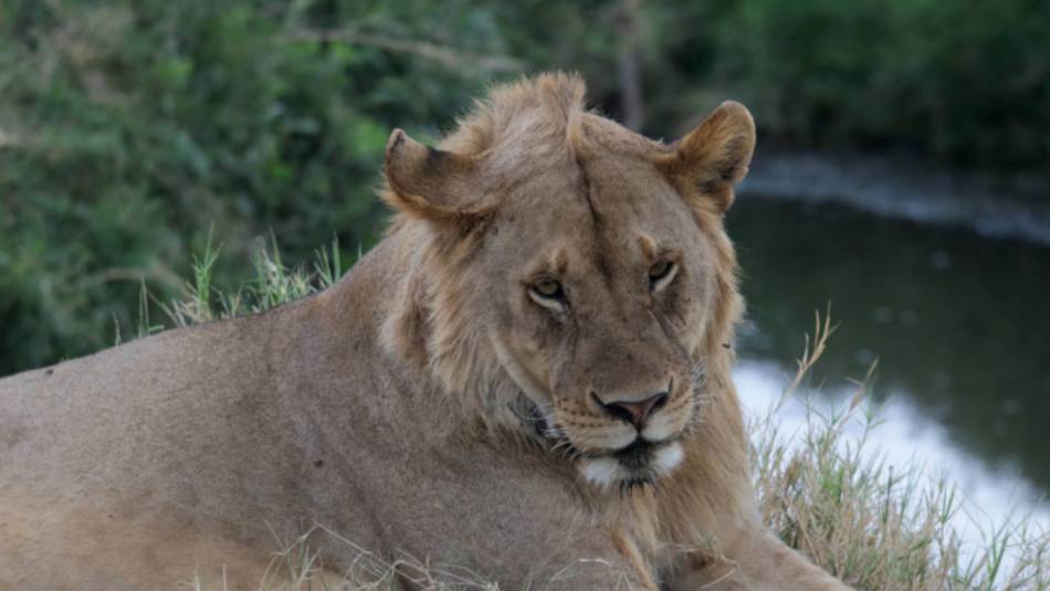 The Serengeti offers a diverse range of wildlife experiences | Kyle Super