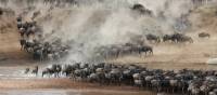 Breathtaking wildebeest migration though the Serengeti | Kyle Super
