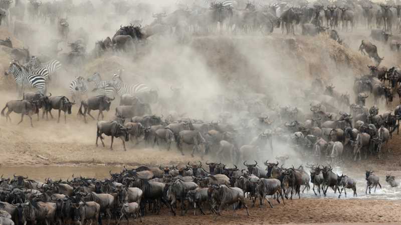 Breathtaking wildebeest migration though the Serengeti | Kyle Super