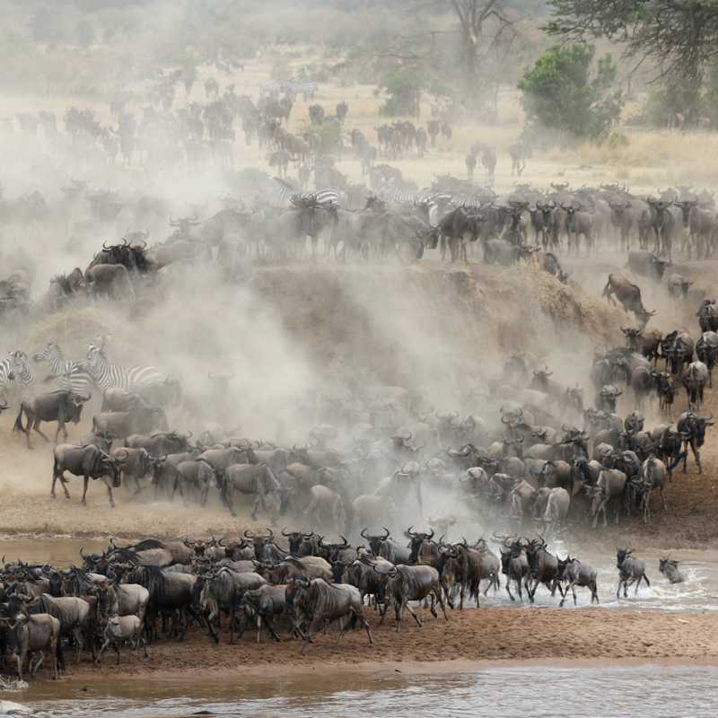 Breathtaking wildebeest migration though the Serengeti | Kyle Super