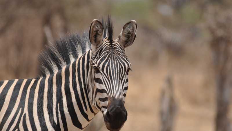 A lone Serengeti Zebra | Peter Brooke