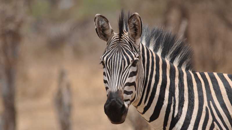 A lone Serengeti Zebra | Peter Brooke