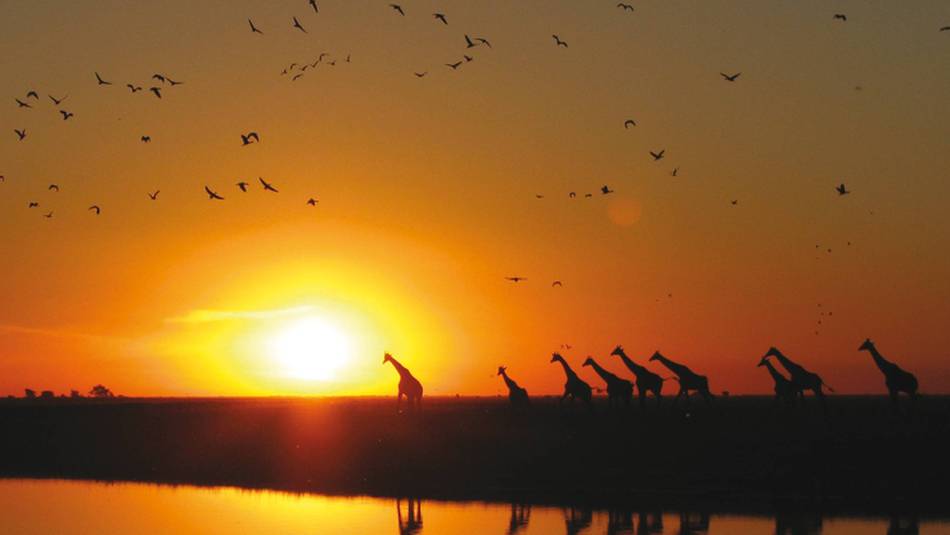Giraffes silhouetted against an African sunset | David Jung