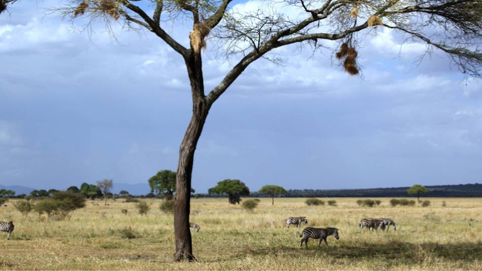 Landscapes of the Tanzanian national park, Africa | Gesine Cheung