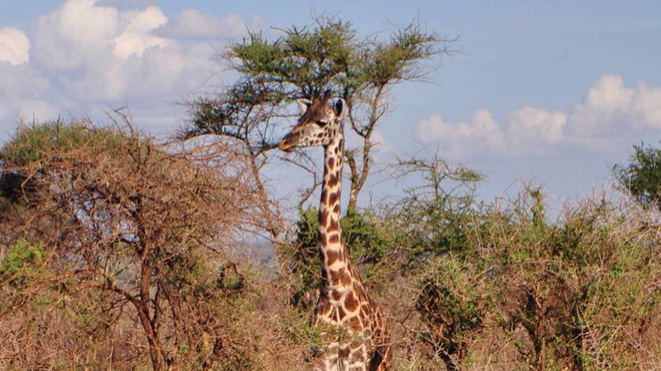 A young giraffe on the Serengeti National Park | Kylie Turner
