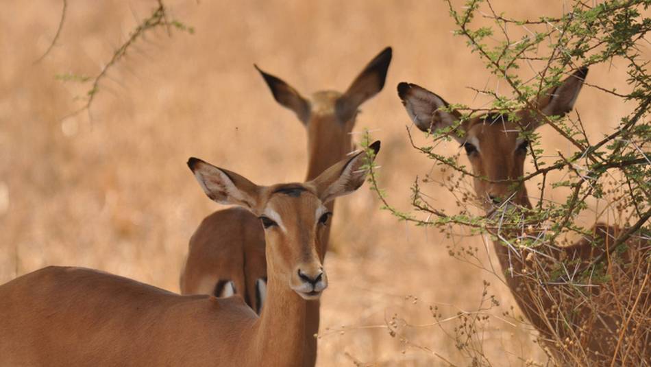 Young gazelle's in the Serengeti National Park | Peter Brooke