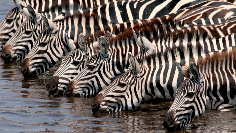 Thirsty work in the Serengeti National Park | Ian Williams