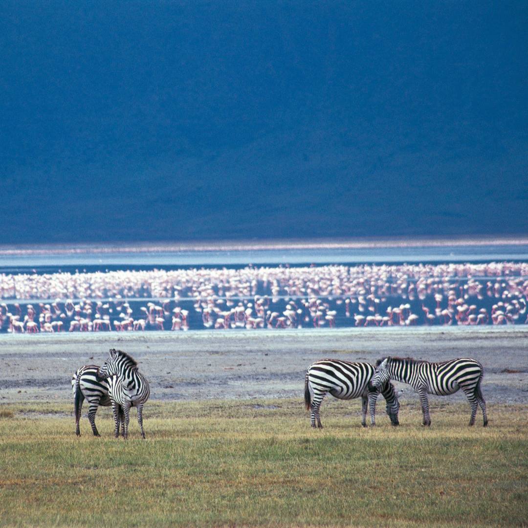 Tanzania Wildlife Safari African Wildlife Adventure Travel