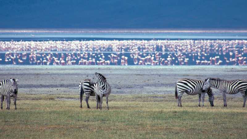 Journey inside the Ngorongoro Crater | Maria Rainone