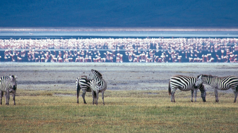 Journey inside the Ngorongoro Crater | Maria Rainone