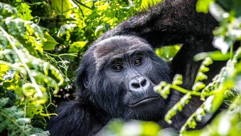 Come face to face with mountain gorillas in Bwindi’s dense rainforest.