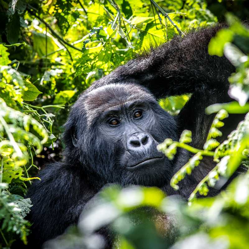 Come face to face with mountain gorillas in Bwindi’s dense rainforest.