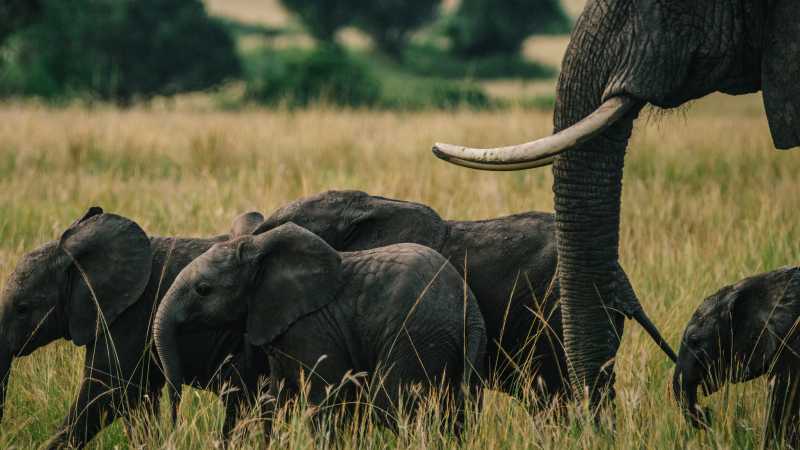 A herd of elephants roaming Uganda’s savannah on a classic wildlife safari experience.