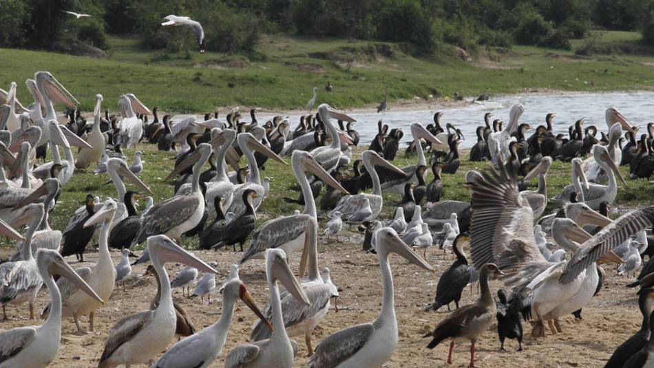 A huge number of birds are found in the Kazinga Channel | Ian Williams