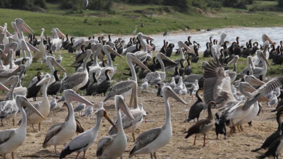 A huge number of birds are found in the Kazinga Channel | Ian Williams