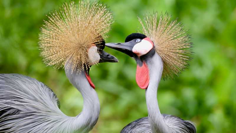 Grey crowned cranes in Uganda, showcasing the country’s rich birdlife and safari diversity.