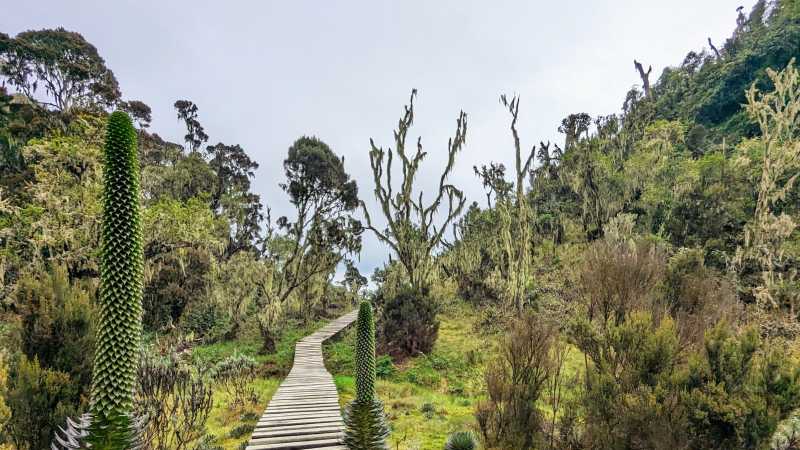 Boardwalk after Kalalama Camp enroute to Mutinda Camp