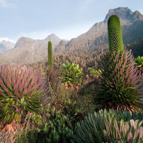 Giant Groundsels and Lobelia Giants in Uganda's Rwenzori Mountains