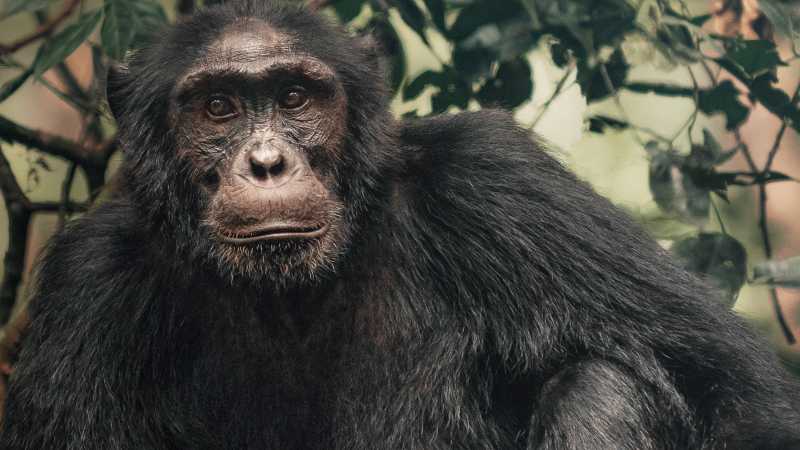 Chimpanzee in Kibale Forest, Uganda, a prime destination for chimpanzee trekking experiences.