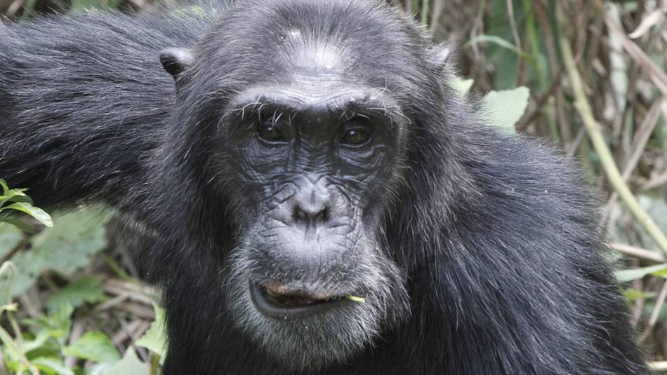 A male chimpanzee | Ian Williams