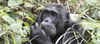 A male chimp grazes on the vegetation | Ian Williams