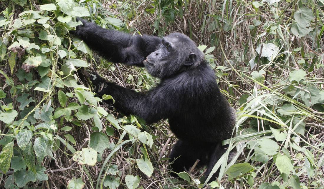 A male chimp in Kabale Forest National Park |  <i>Ian Williams</i>