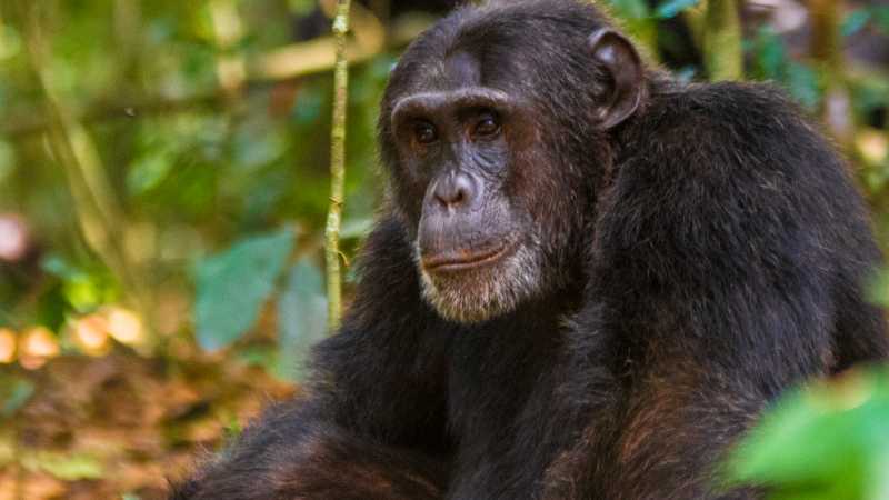 A chimpanzee rests in the forest, offering a glimpse into Uganda’s rich primate life.