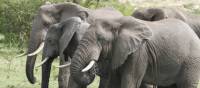 Herd of elephants in the Kazinga Channel | Ian Williams