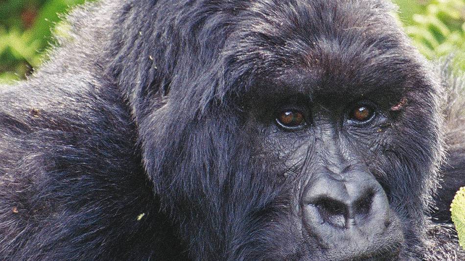 Up close and personal with a Silverback Gorilla in Bwindi National Park | Tina van Pelt