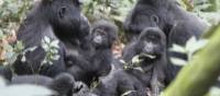 A gorilla family go about their business in Bwindi National Park | Ian Williams