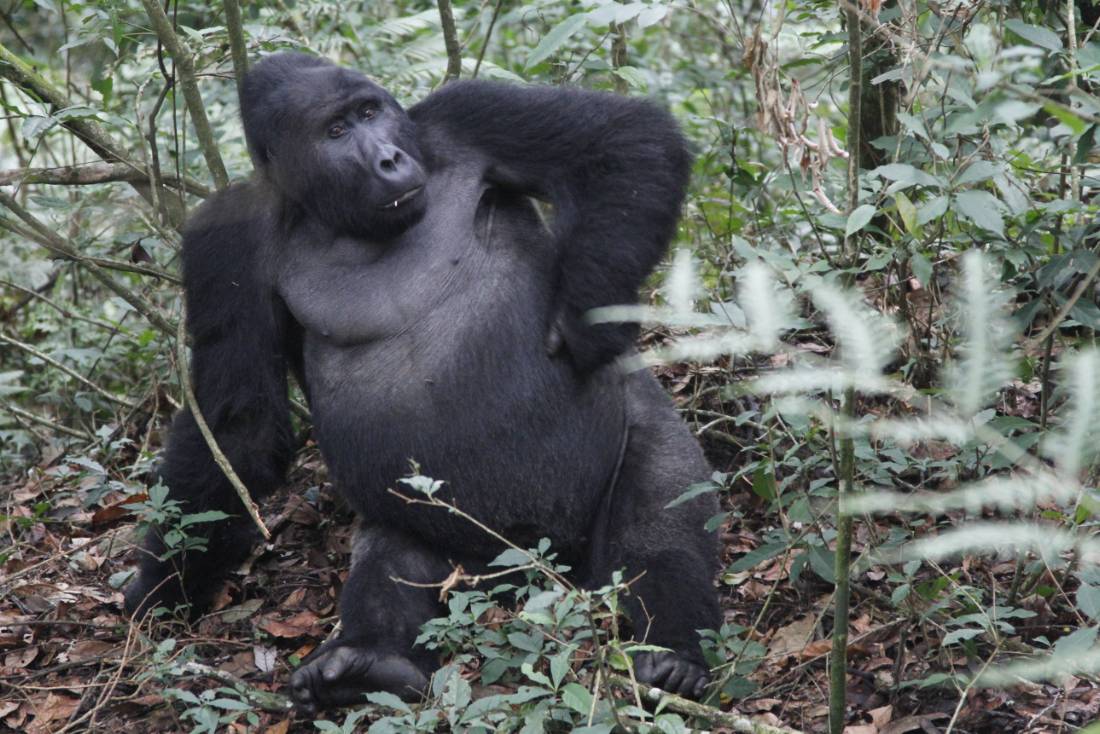 A silverback gorilla in Bwindi National Park |  <i>Ian Williams</i>