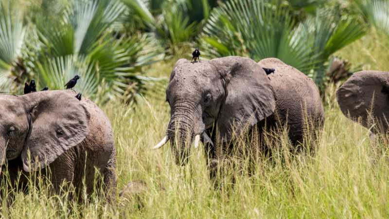 Spot elephants roaming Uganda’s open savannah on safari.