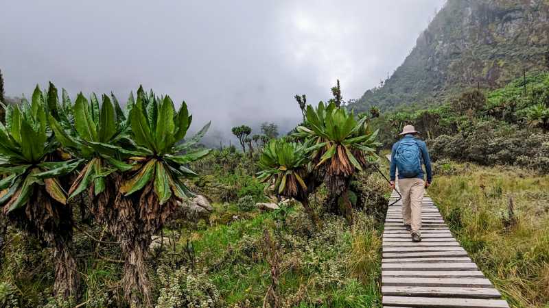 Hiking through the lobelias in the Rwenzori Mountains