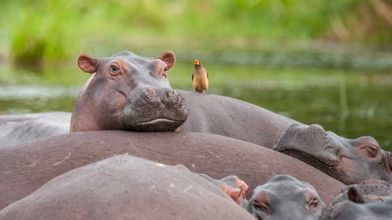 Hippos relaxing in the Nile River, Murchison Falls National Park, Uganda.