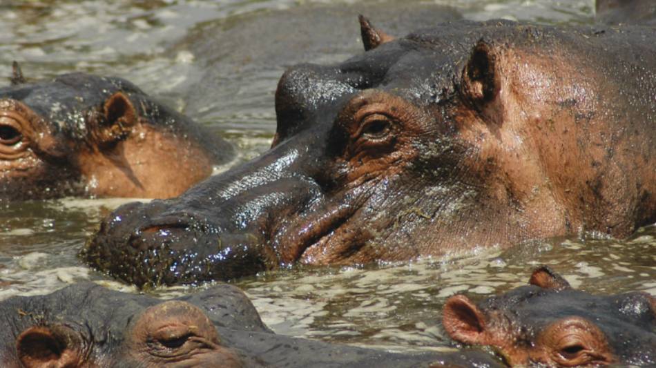 The Kazinga Channel is home to the largest population of hippopotamus than in any other part of Africa
