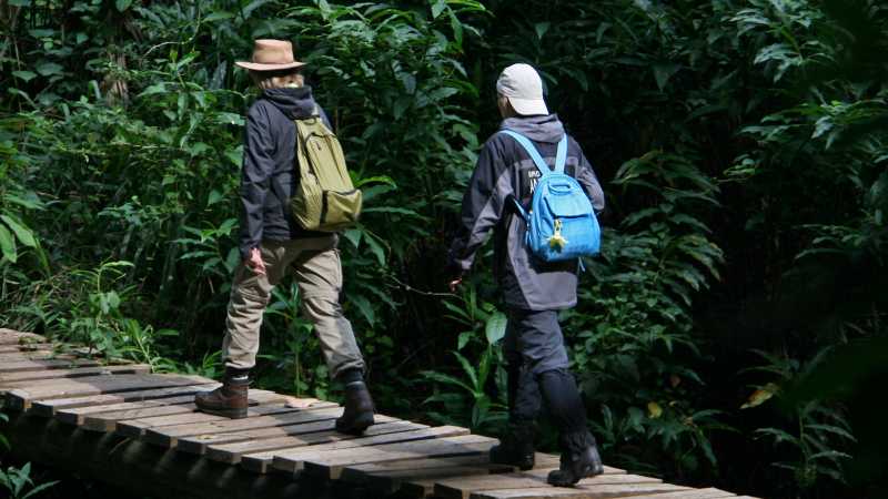 Trek through dense rainforest on a guided wildlife walk
