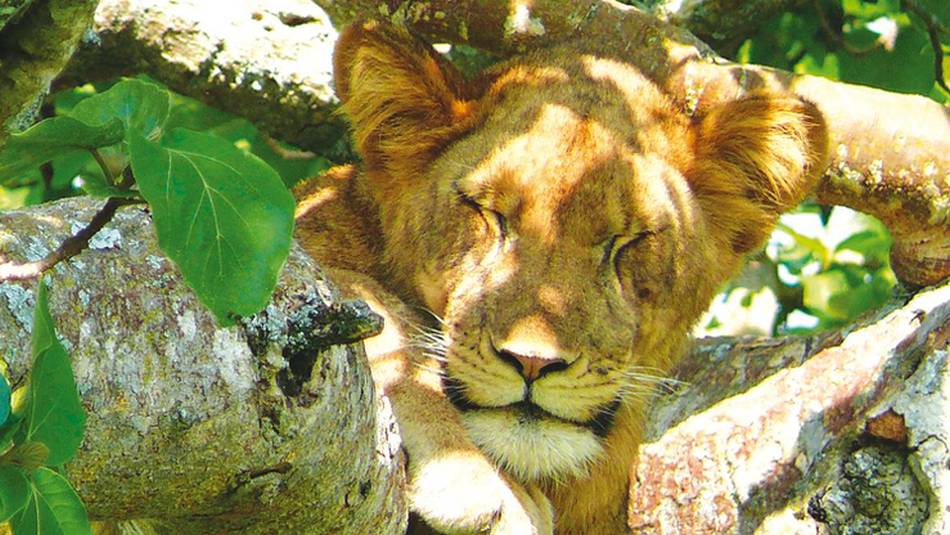 Tree climbing lion | Julie Baker