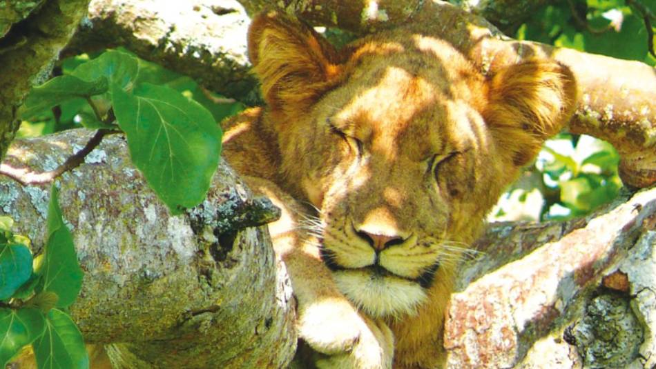 Tree climbing lion | Julie Baker