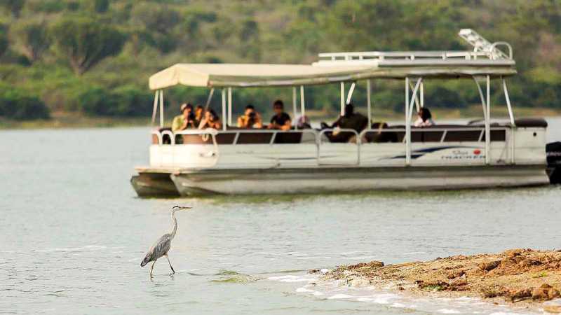 Experience wildlife from the water, with scenic boat cruises