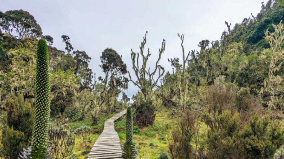 Boardwalk after Kalalama Camp enroute to Mutinda Camp