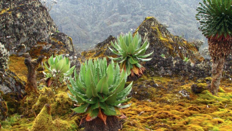 Trekking the stunning 'Mountains of the Moon' in Uganda
