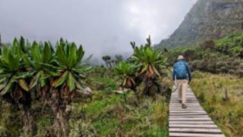 Hiking through the lobelias in the Rwenzori Mountains,RTS Hiking through the lobelias in the Rwenzori Mountains