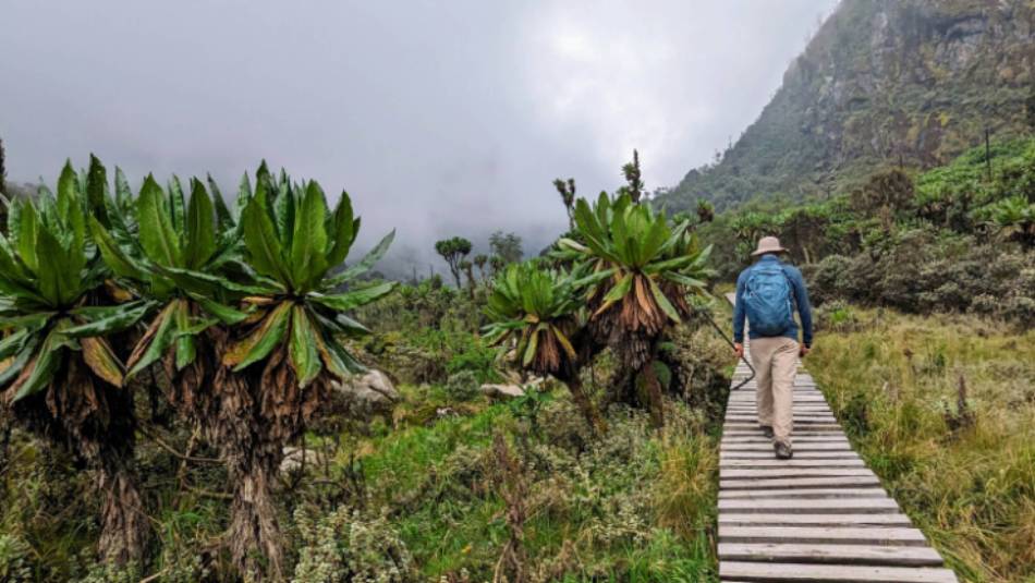 Hiking through the lobelias in the Rwenzori Mountains